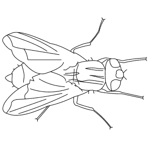 How To Draw a House Fly - Step-By-Step Tutorial