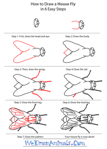 How to Draw a House Fly