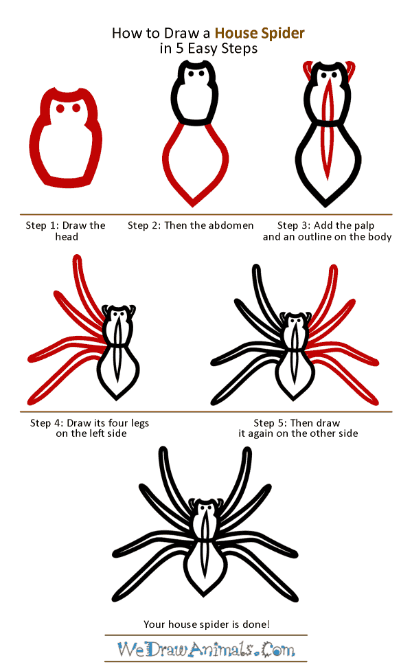 How to Draw a House Spider - Step-by-Step Tutorial