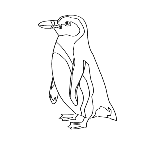 How To Draw a Humboldt Penguin - Step-By-Step Tutorial