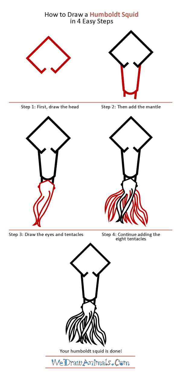 How to Draw a Humboldt Squid - Step-by-Step Tutorial