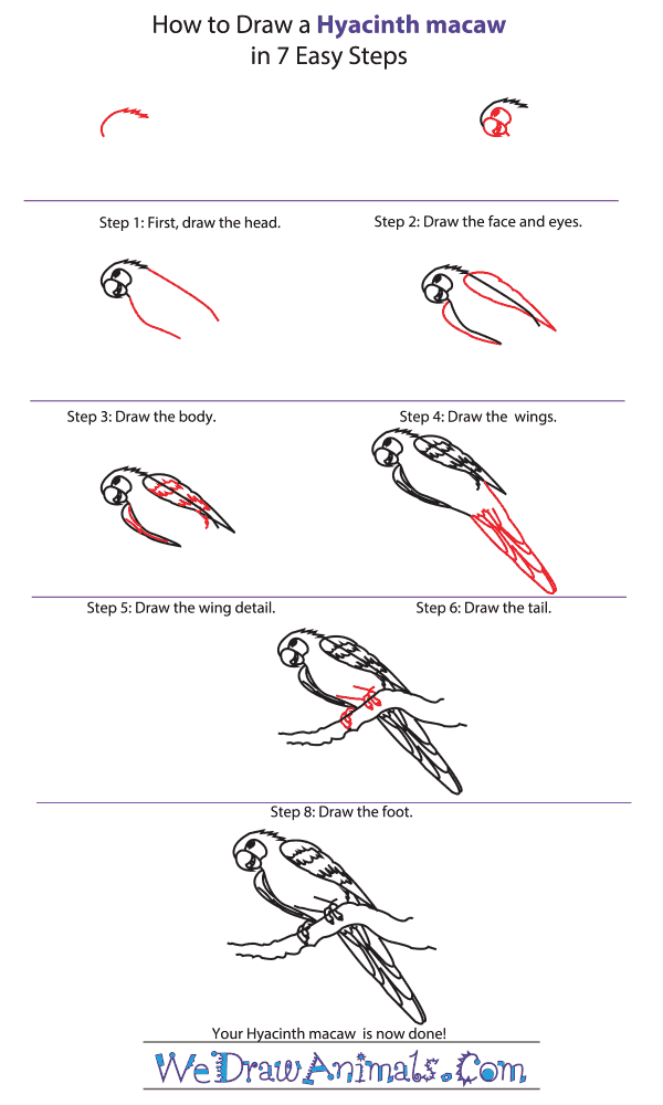 How to Draw a Hyacinth Macaw - Step-By-Step Tutorial