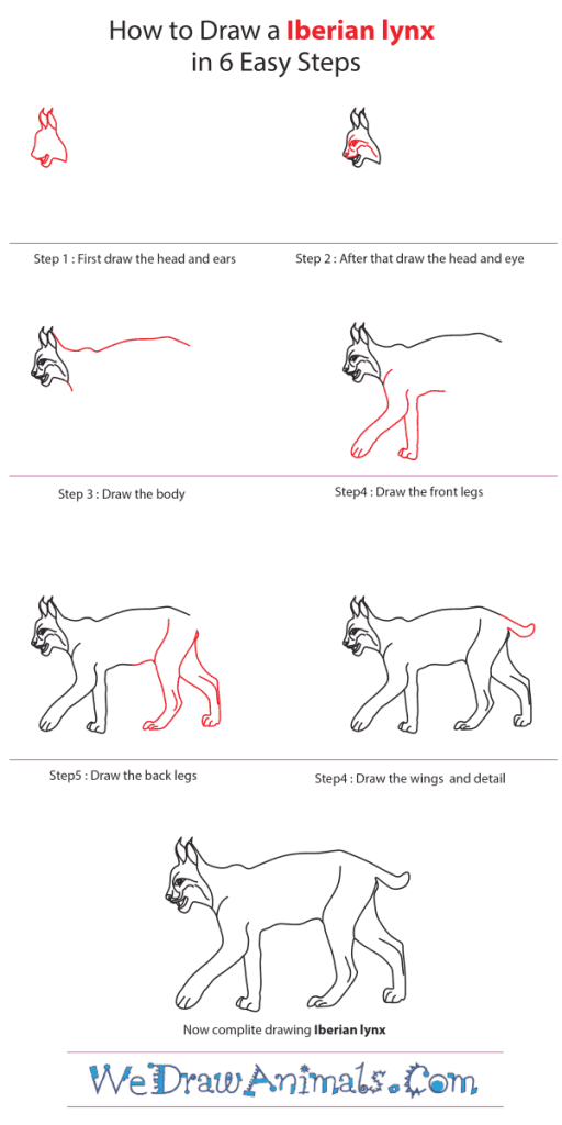 How to Draw an Iberian Lynx