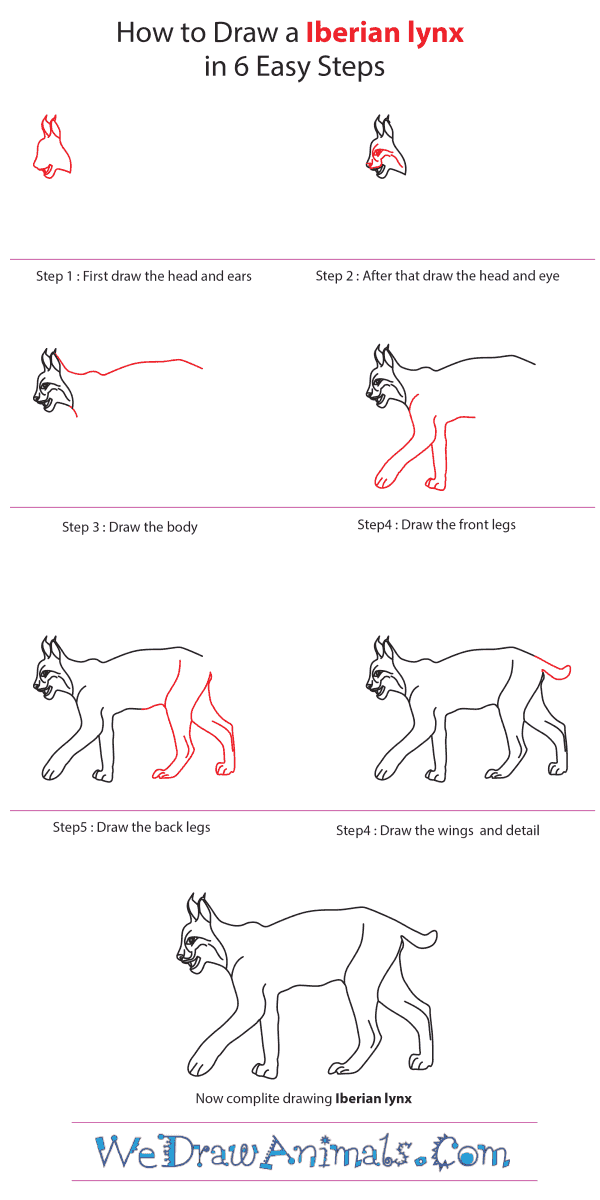 How to Draw an Iberian Lynx - Step-by-Step Tutorial