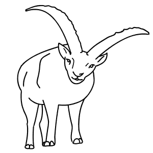 How To Draw an Ibex - Step-By-Step Tutorial