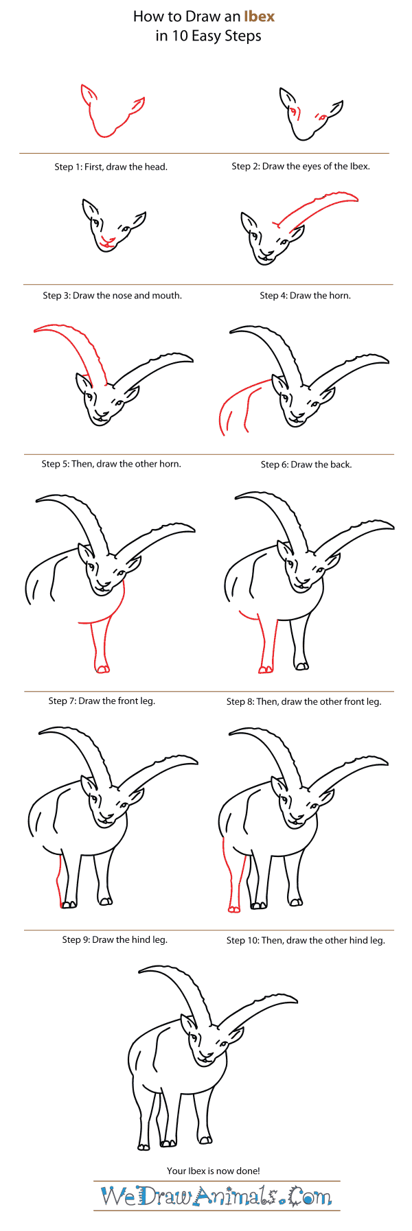 How to Draw an Ibex - Step-By-Step Tutorial