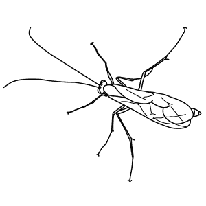 How To Draw an Ichneumon Wasp - Step-By-Step Tutorial