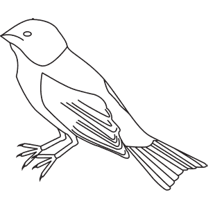 How To Draw an Indigo Bunting - Step-By-Step Tutorial