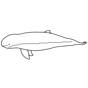 How To Draw an Irrawaddy Dolphin - Step-By-Step Tutorial