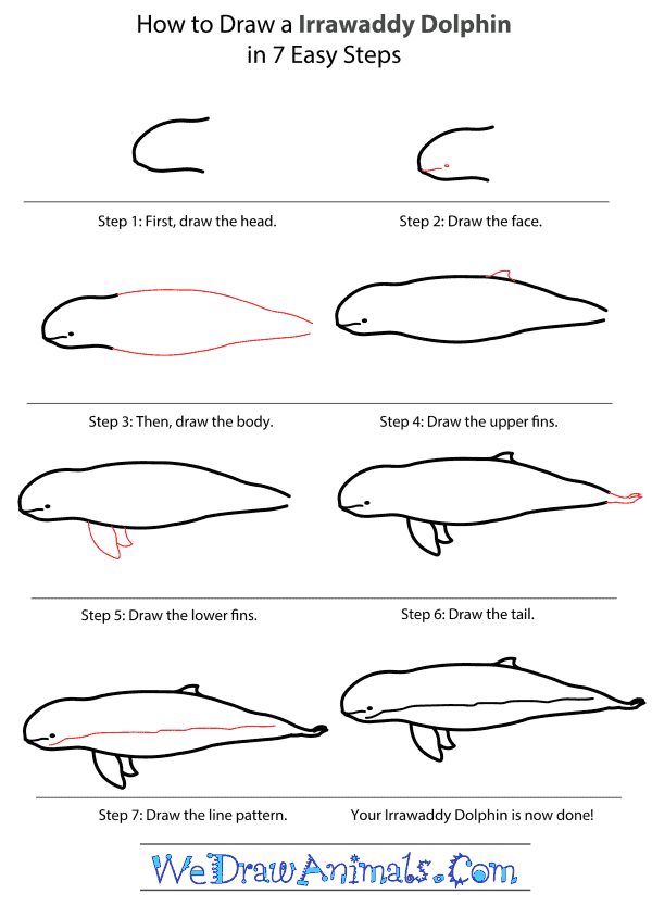 How to Draw an Irrawaddy Dolphin - Step-by-Step Tutorial
