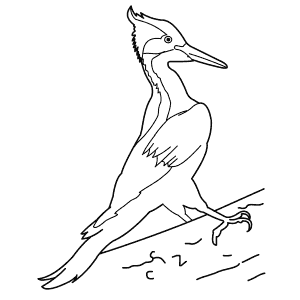 How To Draw an Ivory-Billed Woodpecker - Step-By-Step Tutorial