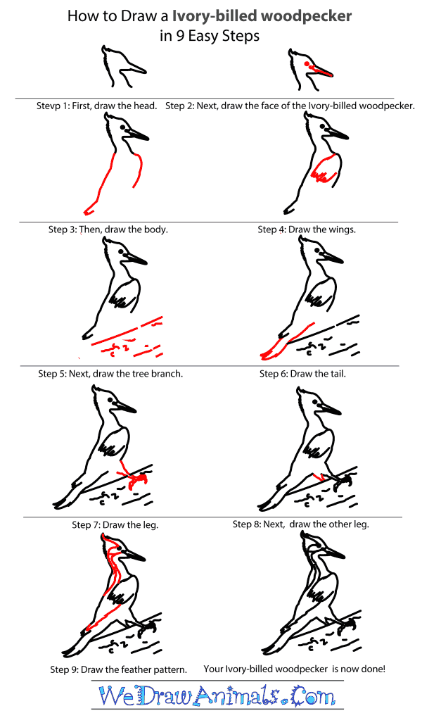 How to Draw an Ivory-Billed Woodpecker - Step-By-Step Tutorial