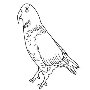 How To Draw a Kea - Step-By-Step Tutorial