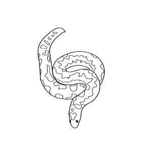 How To Draw a Kenyan Sand Boa - Step-By-Step Tutorial