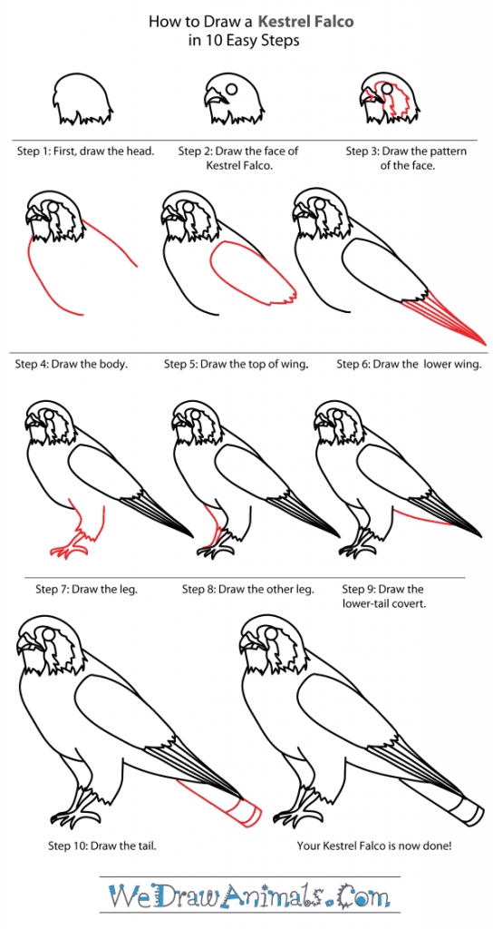 How to Draw a Kestrel