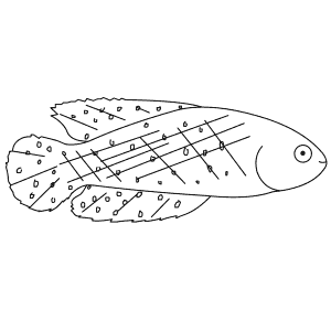 How To Draw a Killifish - Step-By-Step Tutorial