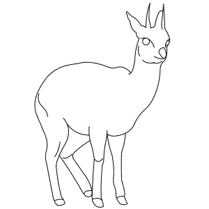 How To Draw a Klipspringer - Step-By-Step Tutorial