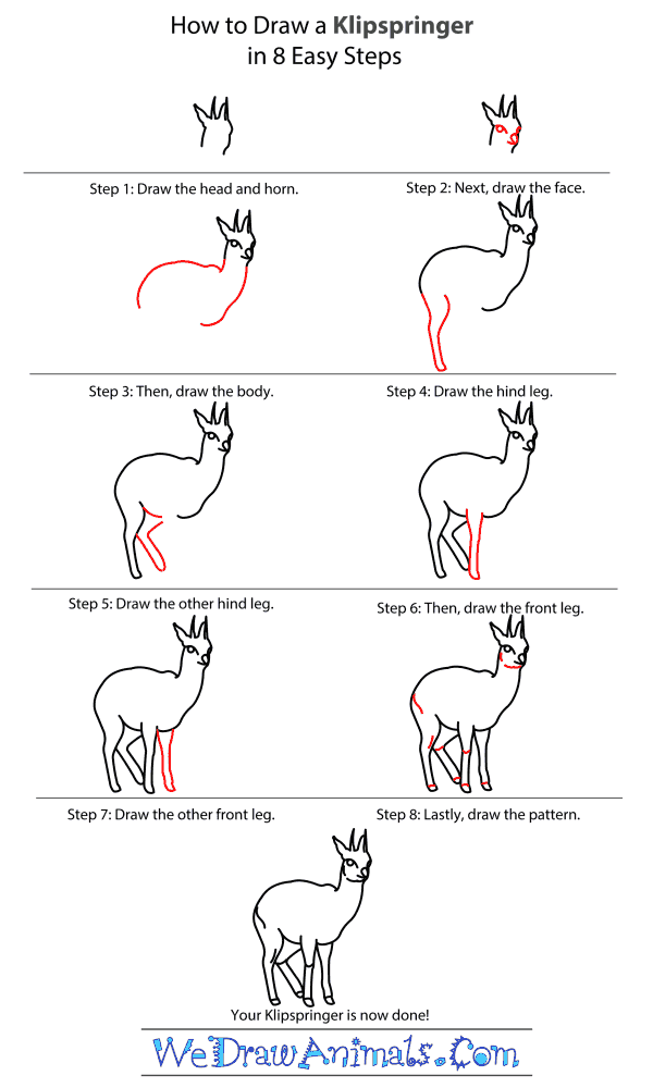 How to Draw a Klipspringer - Step-by-Step Tutorial