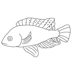How To Draw a Lake Magadi Tilapia - Step-By-Step Tutorial