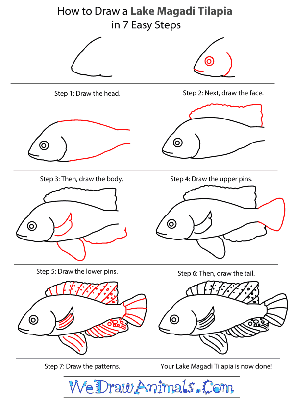 How to Draw a Lake Magadi Tilapia - Step-by-Step Tutorial