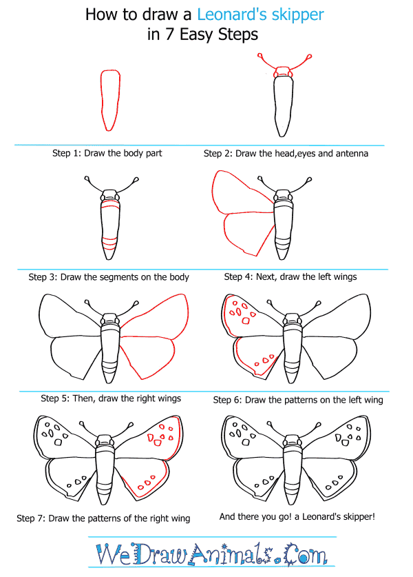 How to Draw a Leonard's Skipper - Step-By-Step Tutorial