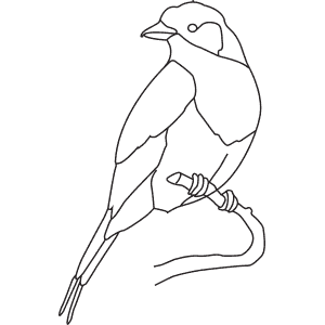 How To Draw a Lilac-Breasted Roller - Step-By-Step Tutorial