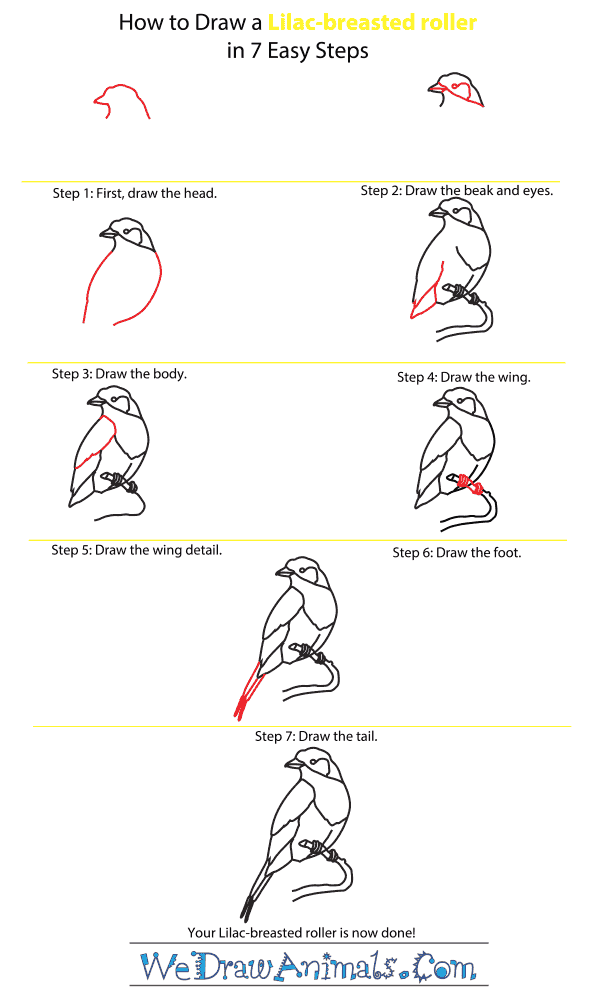 How to Draw a Lilac-Breasted Roller - Step-by-Step Tutorial