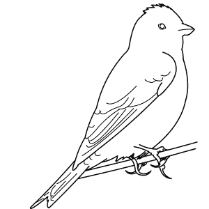 How To Draw a Linnet - Step-By-Step Tutorial