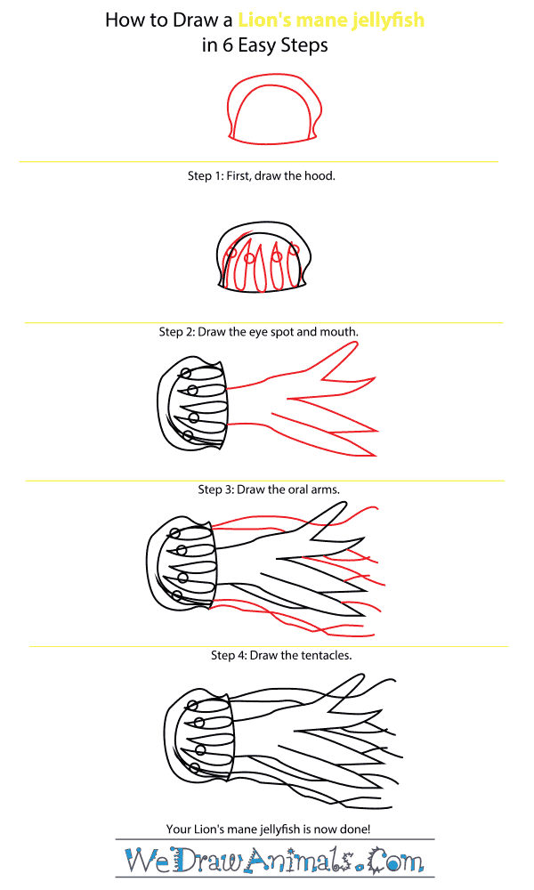 How to Draw a Lion's Mane Jellyfish - Step-by-Step Tutorial
