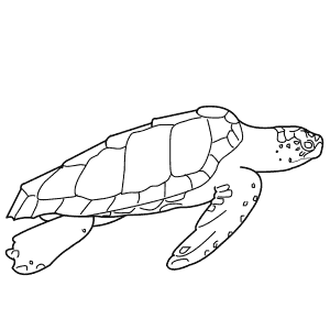How To Draw a Loggerhead Turtle - Step-By-Step Tutorial