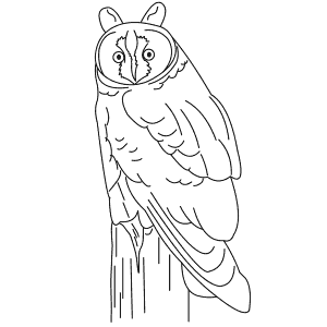How To Draw a Long-Eared Owl - Step-By-Step Tutorial