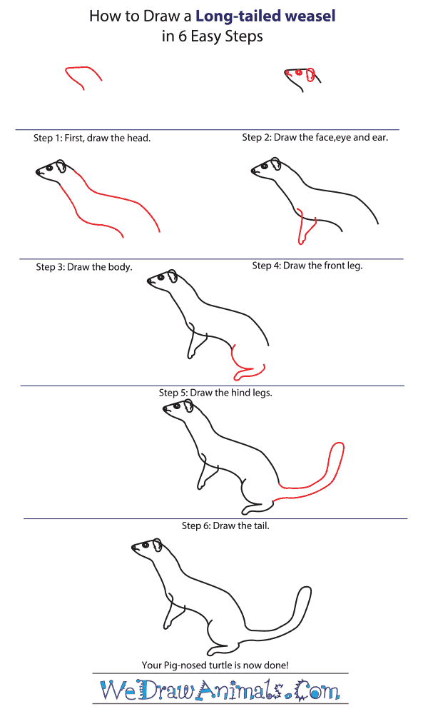 How to Draw a Long-Tailed Weasel - Step-by-Step Tutorial