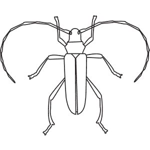 How To Draw a Longhorn Beetle - Step-By-Step Tutorial