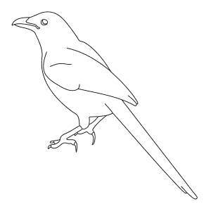 How To Draw a Magpie - Step-By-Step Tutorial