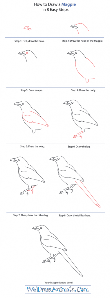 How to Draw a Magpie