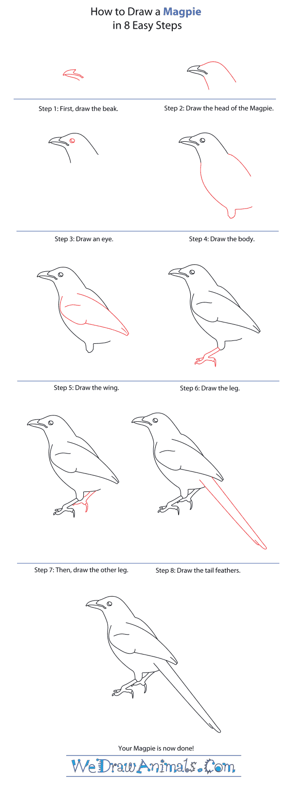 How to Draw a Magpie - Step-By-Step Tutorial