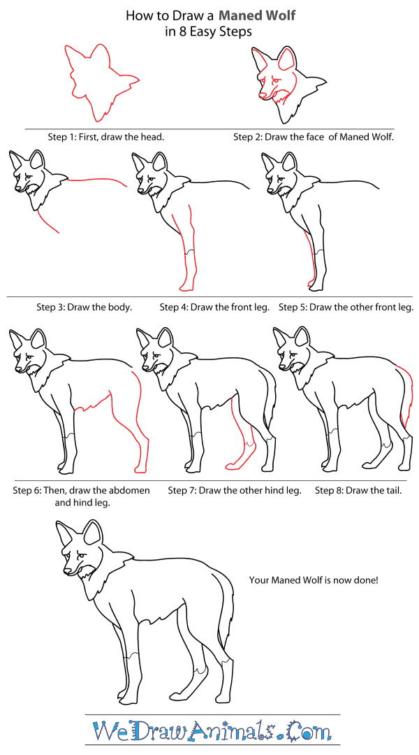 How to Draw a Maned Wolf - Step-By-Step Tutorial