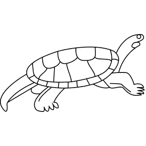 How To Draw a Mary River Turtle - Step-By-Step Tutorial