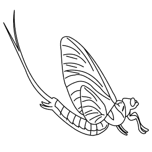 How To Draw a Mayfly - Step-By-Step Tutorial