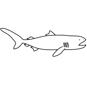 How To Draw a Megamouth Shark - Step-By-Step Tutorial