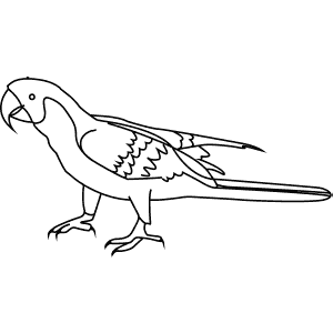 How To Draw a Military Macaw - Step-By-Step Tutorial