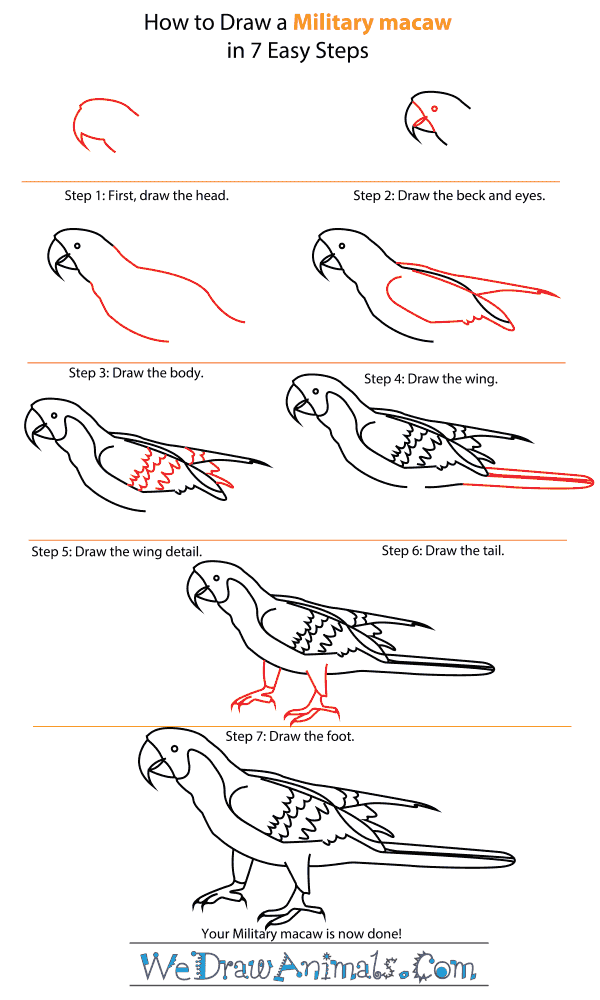 How to Draw a Military Macaw - Step-by-Step Tutorial