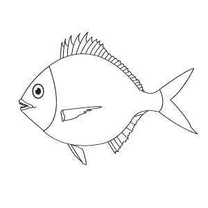 How To Draw a Mojarra - Step-By-Step Tutorial