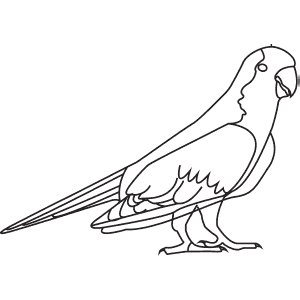 How To Draw a Monk Parakeet - Step-By-Step Tutorial