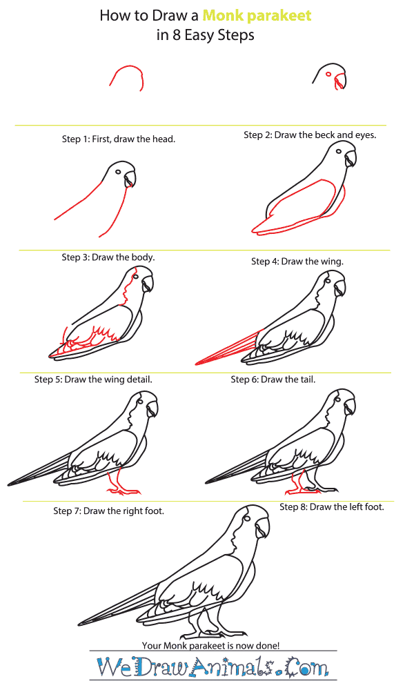 How to Draw a Monk Parakeet - Step-by-Step Tutorial