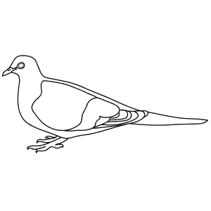 How To Draw a Mourning Dove - Step-By-Step Tutorial