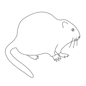 How To Draw a Muskrat - Step-By-Step Tutorial