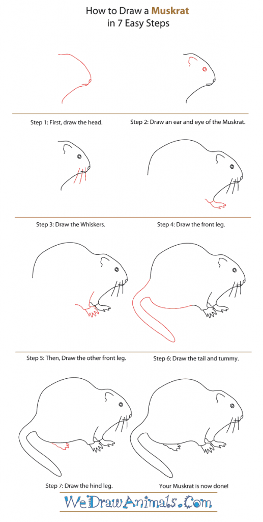 How to Draw a Muskrat