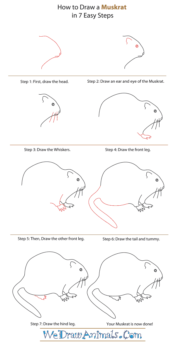 How to Draw a Muskrat - Step-By-Step Tutorial