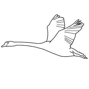 How To Draw a Mute Swan - Step-By-Step Tutorial